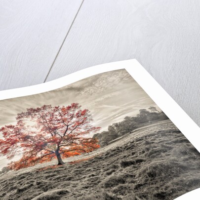 Single tree at autumn by Assaf Frank